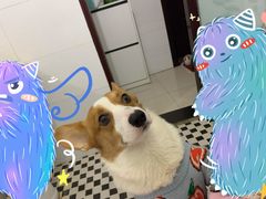 -宠颐生贝利健动物医院(谢家湾分院)