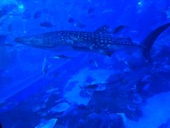 -成都浩海立方海洋公园