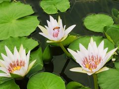-国家植物园