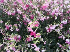 -春阳水饺(香槟广场店)