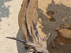 -西霞口神雕山野生动物世界