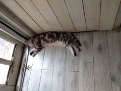景观位-海边的猫和咖啡馆
