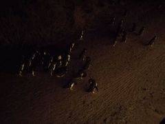-企鹅岛