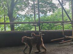-黔灵山公园
