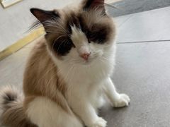 -飞行喵MR PILOT|猫舍·猫咖(静安大融城店)