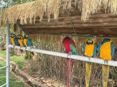 -西霞口神雕山野生动物世界