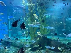 -顺德南宏海立方海洋公园