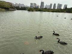 -五缘湾湿地公园