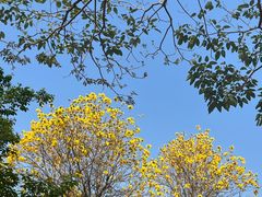 -天适樱花悠乐园