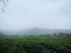-中国茶叶博物馆(双峰馆区)