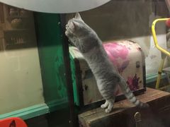 -猫咪博物馆(顶澳仔猫街店)