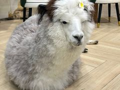 -安格丽娜·狗咖·猫咖羊驼咖(春熙路百盛商场店)