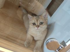 -猫猫幼稚园·撸猫·桌游·电玩