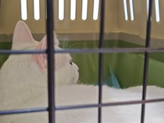 -御宝贝·A梦猫科宠物医院(国际猫友好医院)