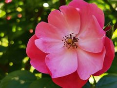 -广富林郊野公园