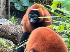 -阿提斯皇家动物园