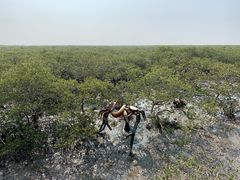 -北海金海湾红树林生态旅游区