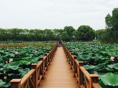 -洪湖生态旅游区