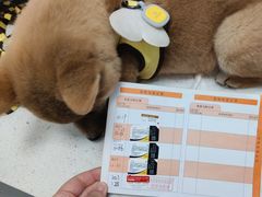 -瑞派雷欧宠物医院·中兽医·眼科·急重症转诊中心(黄台店)