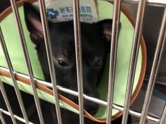 -爱诺耐芙动物医院(万博店)