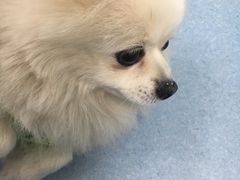 -瑞派·关忠动物医院·异宠专科·犬猫肿瘤·皮肤专科(望京店)