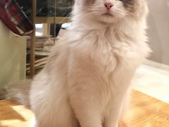 -猫冇咖·家门口的撸猫馆(大融城店)