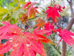 -上海市保健医疗中心