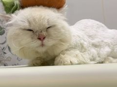 -囡的喵喵酱·萌宠生活馆·宠物洗护美容(胶州路店)