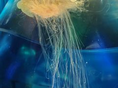 -上海海昌海洋公园