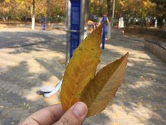 -大兴滨河森林公园