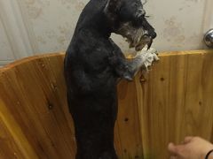 -奶牛家宠物酒店(嘉宏云顶店)