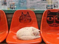 -猫咪博物馆(顶澳仔猫街店)