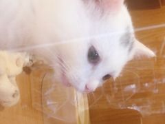 -Pets First伊珊娜洗护·精致美容·家庭式寄养(新会路店)