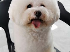 -柚子宠物(伊珊娜调理店)