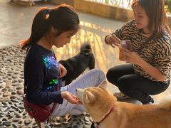 -柴犬高等学院·狗咖·柴犬售卖·宠物训练