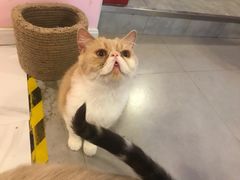 -三花喵·撸猫购宠·宠物生活馆(虹桥南丰城店)