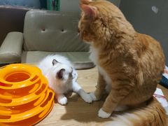 -藏猫猫咖啡主题馆(中央大道店)