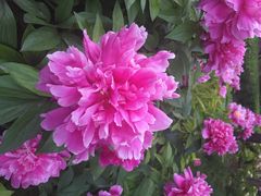 iphone_upload_pic-景山公园