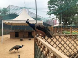 -萌宠亲子动物乐园(槐房万达店)