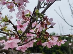 -聚龙山公园