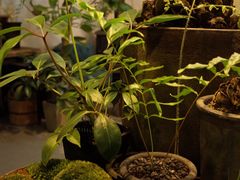 -植觉