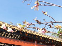 -顺峰山公园
