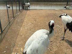 -盐城丹顶鹤湿地生态旅游区