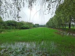 -长兴太湖图影湿地文化园