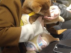 -逗柴咖啡屋·狗咖猫咖宠物桌游