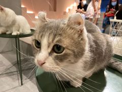 -猫儿山۰猫主题餐厅