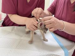 -纳吉亚猫专科动物医院博雅分院