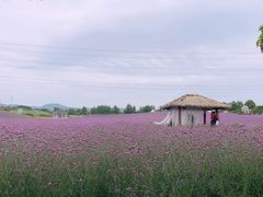 -紫颐香薰山谷景区