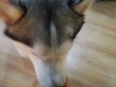 -Husky Go! 哈士奇体验馆·宠物咖啡厅狗咖