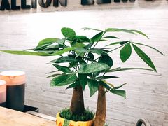-大葱柠檬茶scallionlemontea(中山八路富力店)